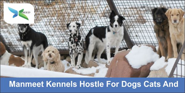 Manmeet Kennels Hostle For Dogs Cats And