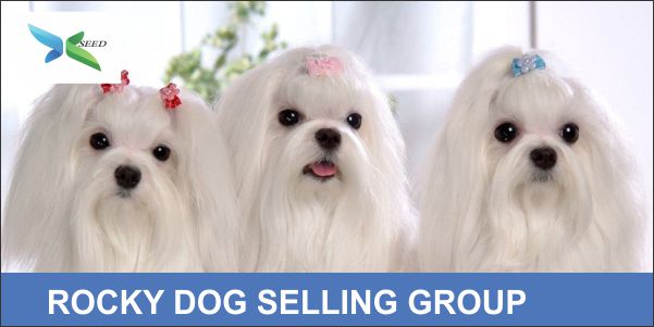 ROCKY DOG SELLING GROUP