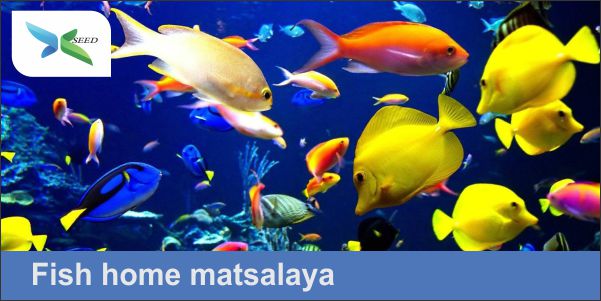 Fish home matsalaya