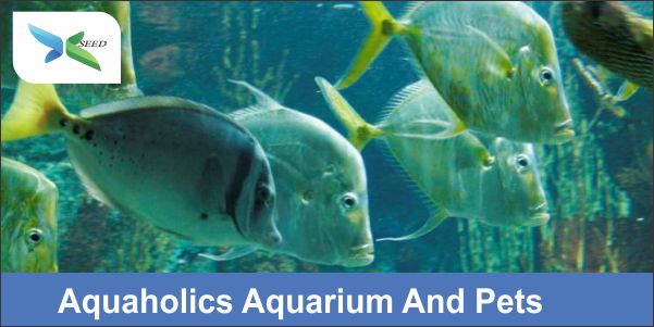 Aquaholics Aquarium And Pets