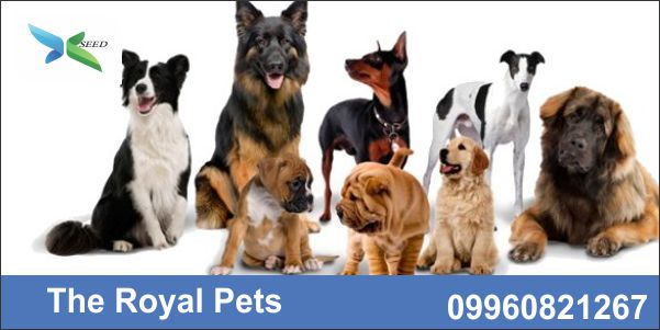 The Royal Pets